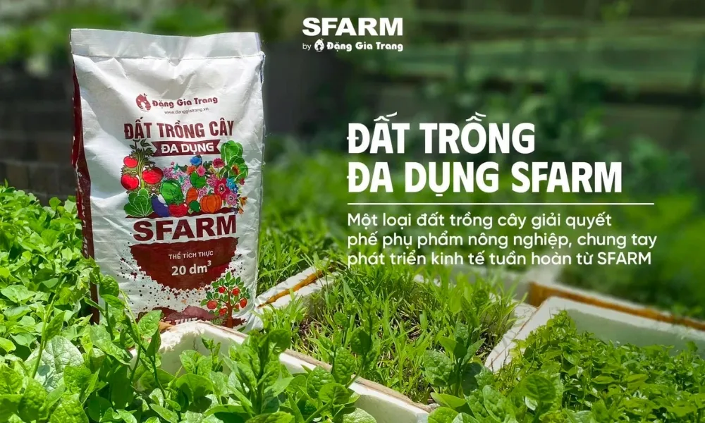 Đất trồng tơi xốp được phối trộn để tạo môi trường lý tưởng cho cây chanh đào