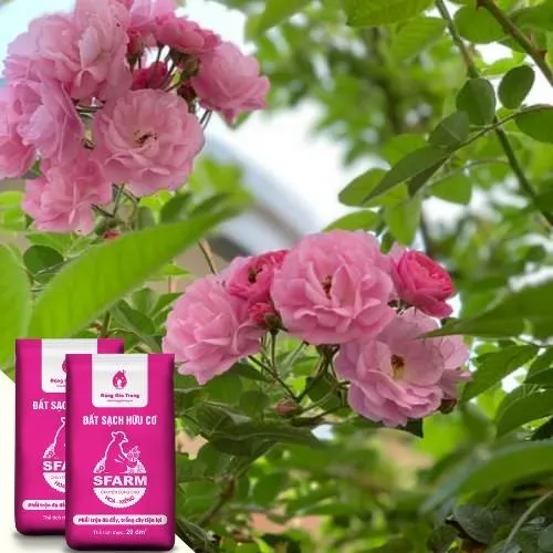 Đất trồng tơi xốp, giàu dinh dưỡng là điều kiện tiên quyết cho cách chăm sóc cây tầm xuân hiệu quả