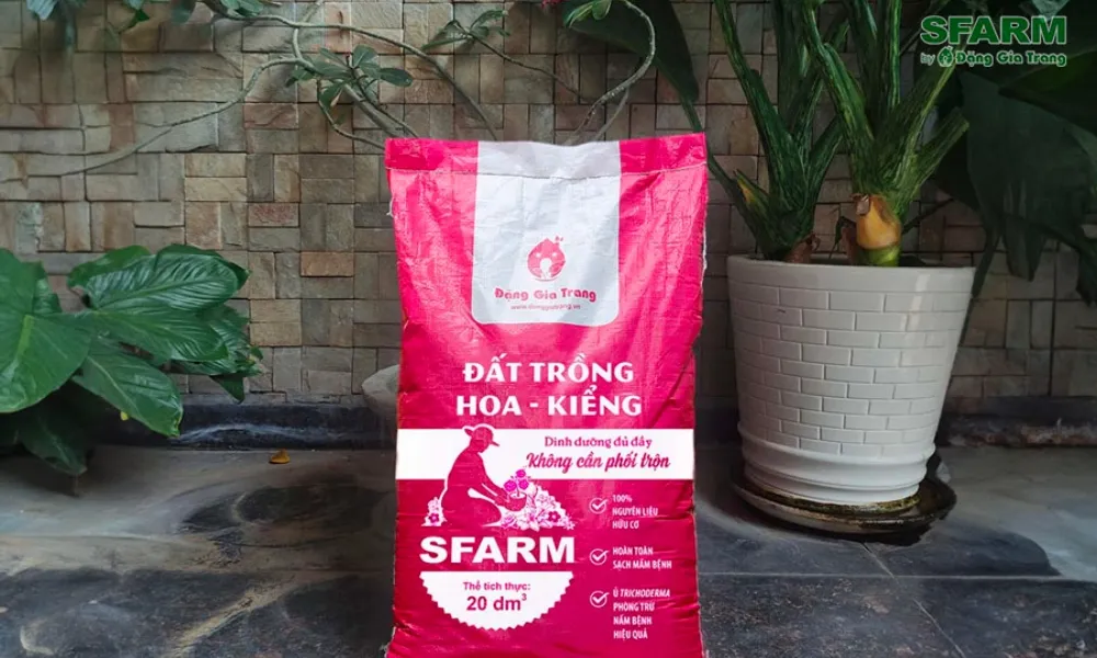 Đất trồng tơi xốp, giàu dinh dưỡng là điều kiện tiên quyết cho cách chăm sóc hoa hướng dương hiệu quả