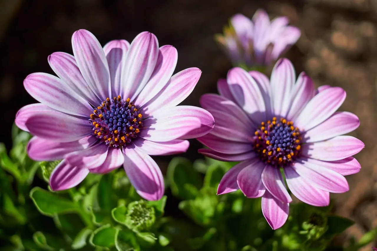 Đất trồng tơi xốp và hỗn hợp giá thể chuẩn bị cho việc gieo trồng hoa Cúc Châu Phi