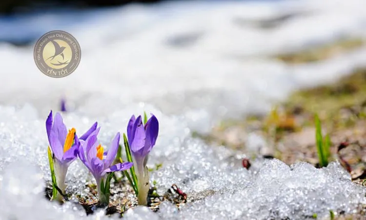 Đất trồng và củ giống hoa nghệ tây, bước quan trọng trong cách trồng hoa nghệ tây hiệu quả