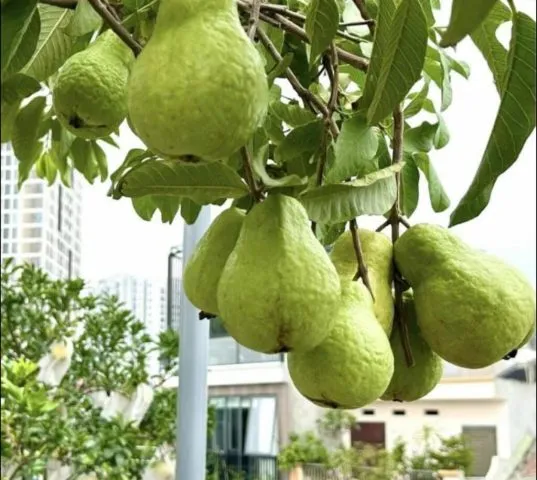 Đầu bếp đang chế biến món phở bò tại bếp nhà hàng truyền thống