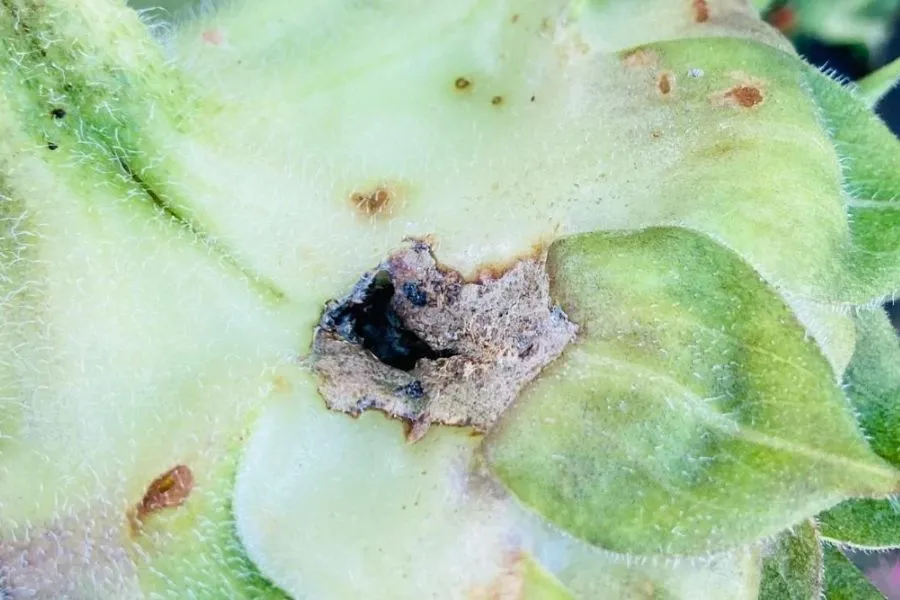 Dấu hiệu bệnh nấm phổ biến thường ảnh hưởng đến lá hướng dương