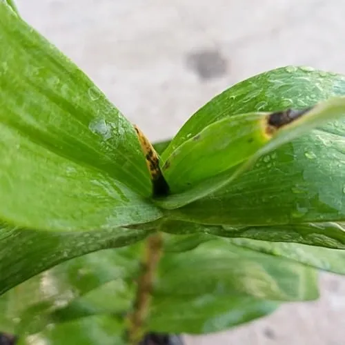 Dấu hiệu bệnh thối đọt trên hoa phong lan và cách phòng trừ