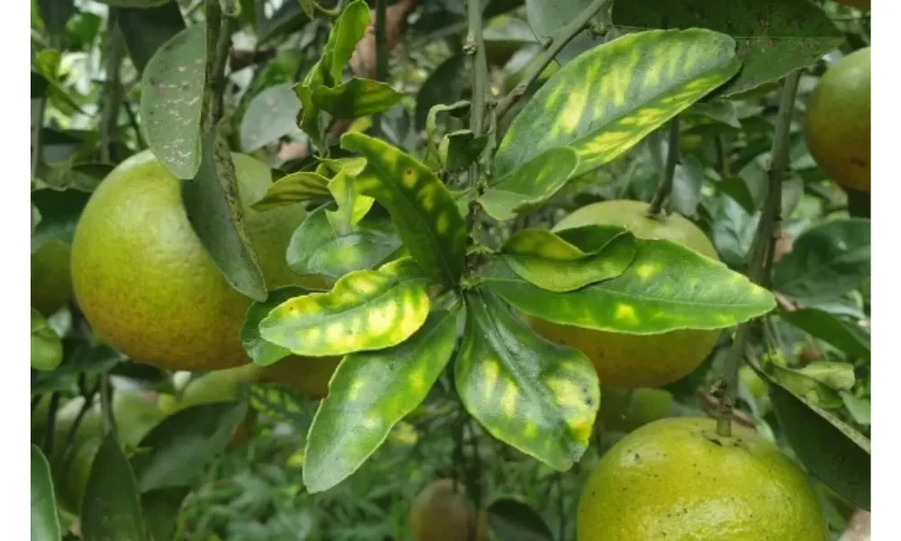 Dấu hiệu bệnh vàng lá gân xanh trên cây chanh đào