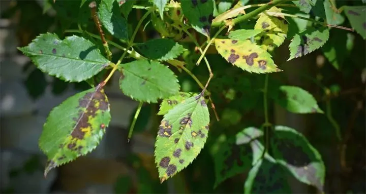 Dấu hiệu cháy lá héo xanh trên cây một lá, yếu tố cần quản lý để trồng cây hiệu quả