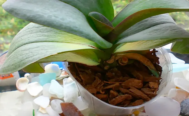 Dấu hiệu lá hoa lan hồ điệp chuyển sang màu vàng cảnh báo cây đang thiếu ánh sáng hoặc bị bệnh