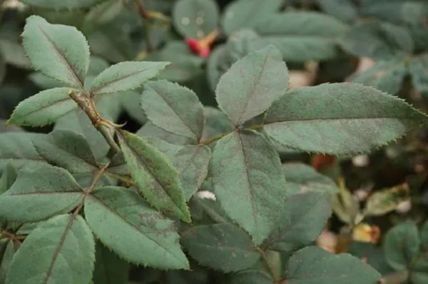 Dấu hiệu nhận biết cây hoa hồng bị bọ trĩ tấn công