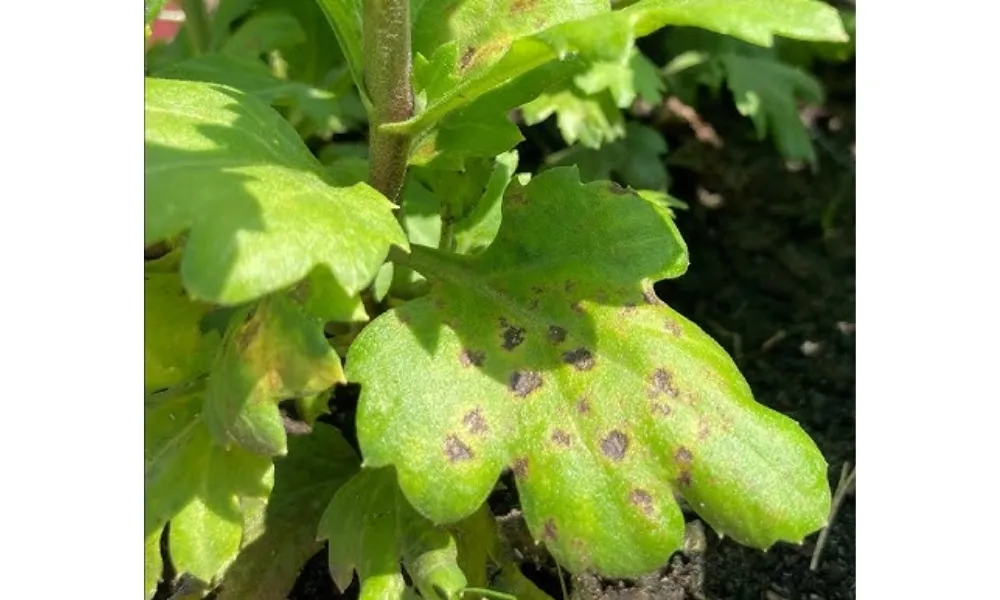 Dấu hiệu nhận biết hoa đồng tiền bị đốm lá, cần xử lý kịp thời để tránh lây lan