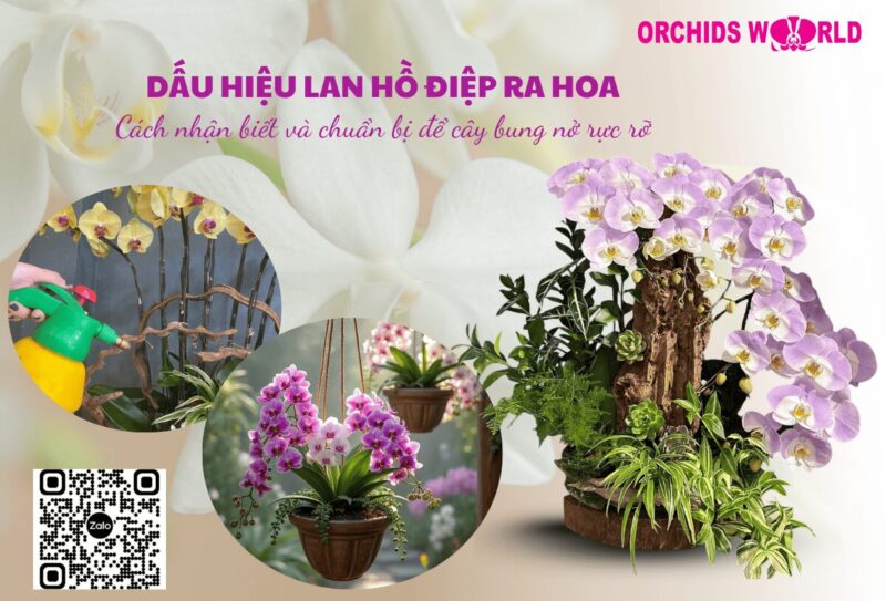 Cách Trồng Lại Hoa Lan Hồ Điệp Đạt Hiệu Quả Cao Nhất