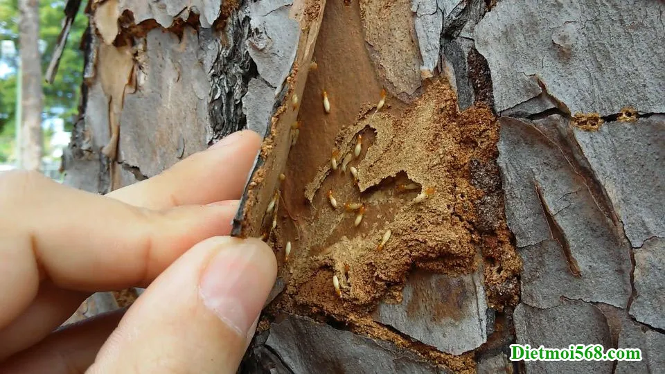 Dấu hiệu nhận biết mối ăn cây trồng