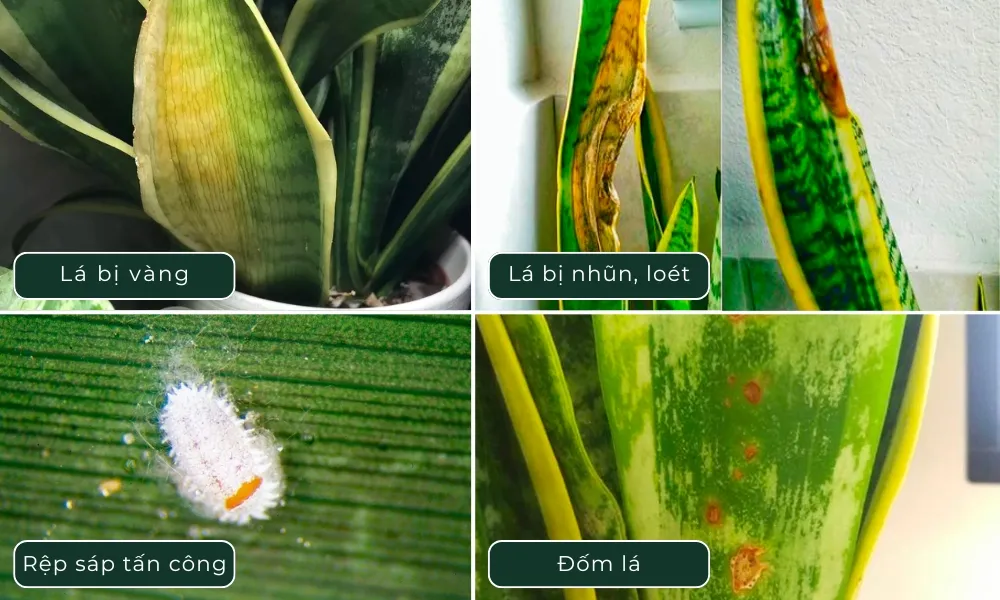 Dấu hiệu nhận biết và khắc phục các bệnh thường gặp trên cây lưỡi hổ.