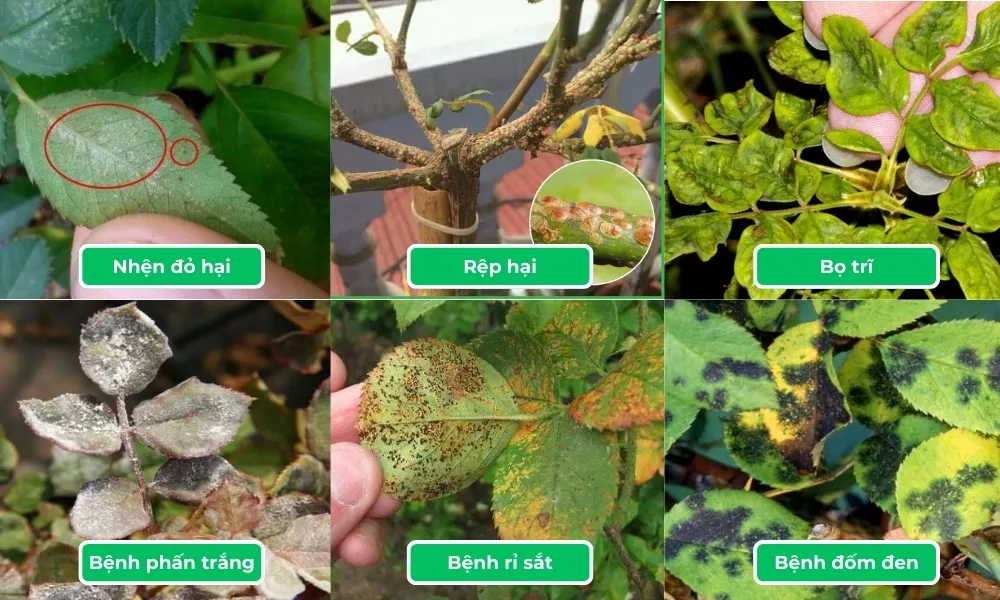 Dấu hiệu nhận biết và phòng trừ sâu bệnh hại khi trồng hoa hồng Pháp