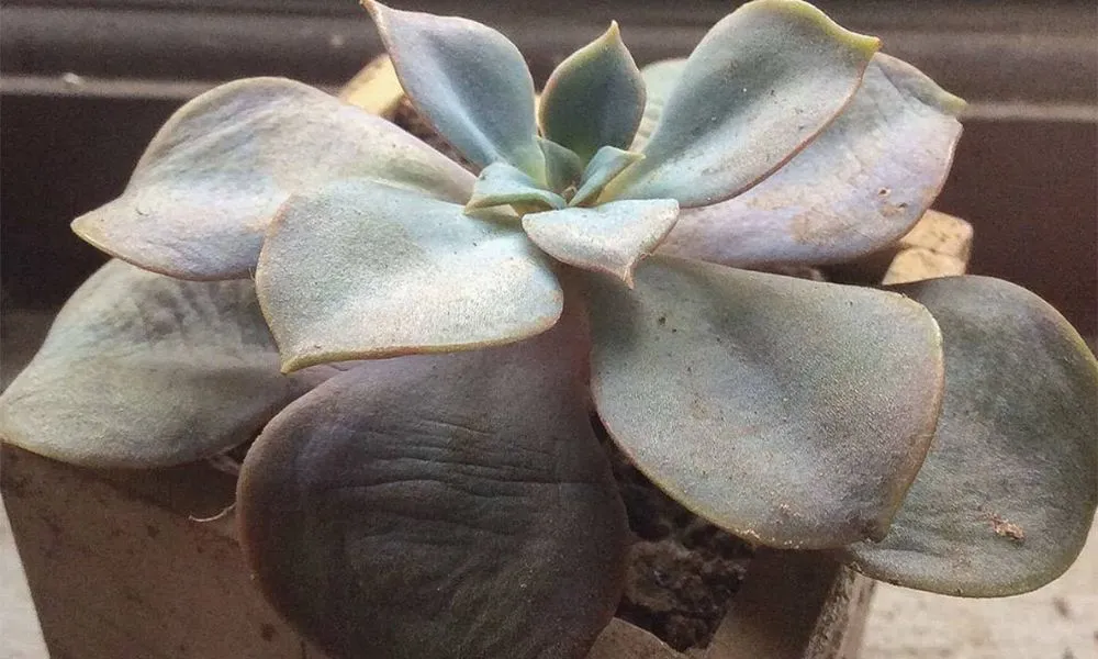 Dấu hiệu sen đá bị úng