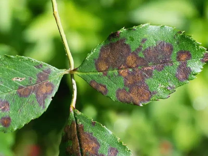 Dấu hiệu và cách trị bệnh đốm đen trên cây hoa hồng mùa hè