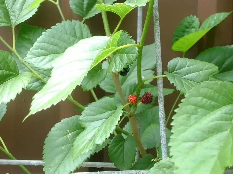 Dâu Tằm thuộc nhóm cây gì không nên trồng trước nhà vì liên quan đến tang tóc