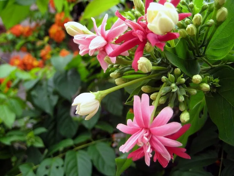 Dây leo Sử Quân Tử (Dây Giun) với hoa đỏ thắm, thích hợp trồng giàn che chắn tại ban công hướng Tây