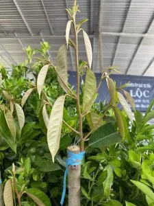 Dây nhựa quấn mối ghép chui cành trên cây ăn trái hoặc cây cảnh, cần được cắt bỏ sau 2-3 tháng để cây phát triển cành cấp 1