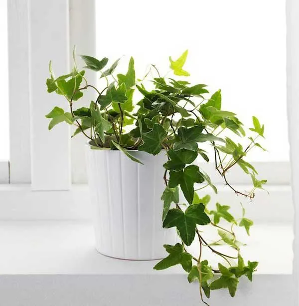 Dây Thường Xuân (Hedera Helix) treo rủ, giúp hấp thụ các chất độc hại và ngăn ngừa sự phát triển của nấm mốc trong phòng tắm.