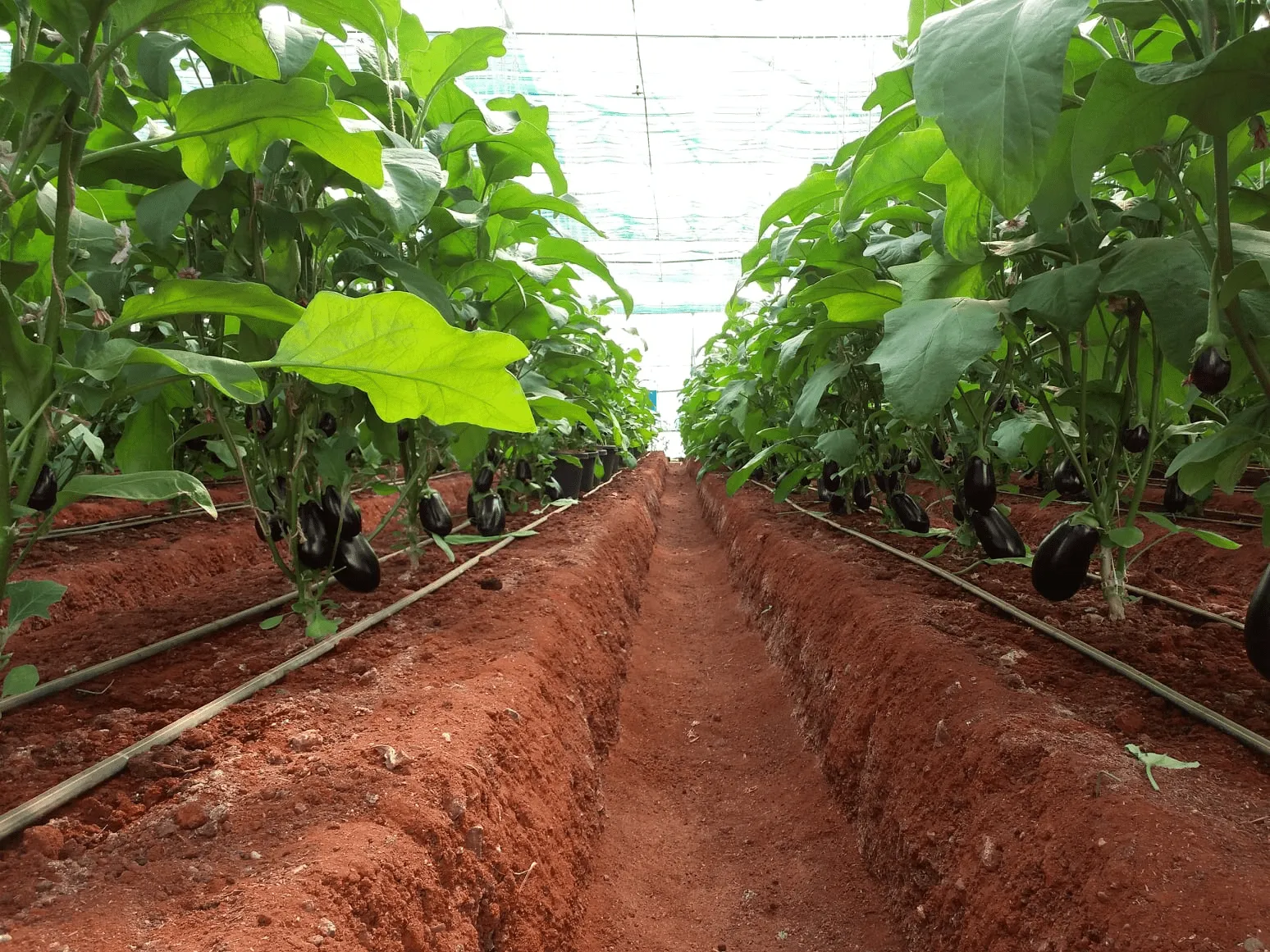 Dây tưới nhỏ giọt được bố trí sát gốc cây cà tím trên luống cao