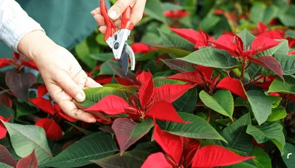 Để áp dụng cách chăm sóc cây trạng nguyên ra lá đỏ thành công, cần đảm bảo cây nhận đủ dinh dưỡng Kali và ánh sáng