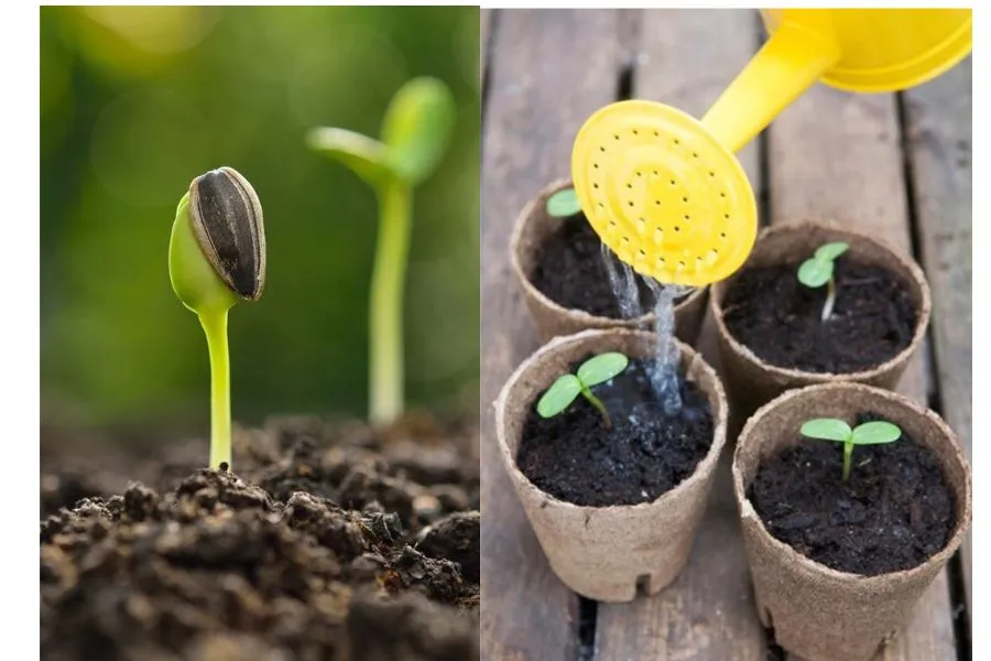 Để hạt nảy mầm và phát triển tốt, hãy giữ chúng trong môi trường ẩm ướt và đảm bảo chậu có đủ lỗ thoát nước