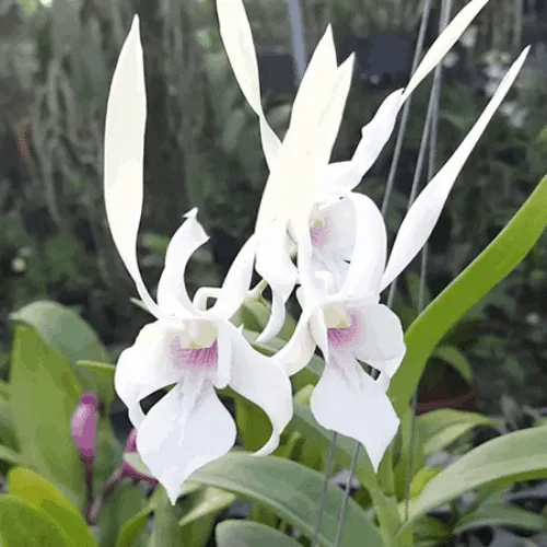 Dendro nắng Bao Thanh Thiên