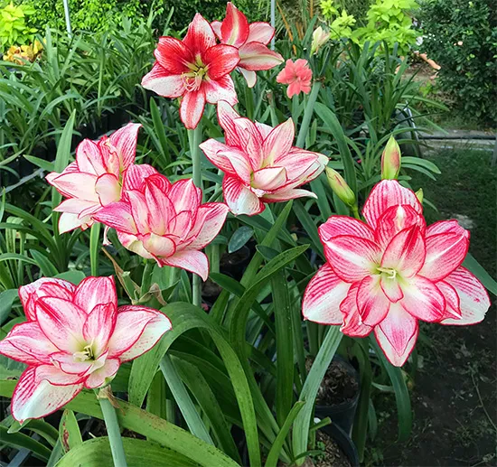 Địa chỉ bán củ lan huệ kép uy tín, chất lượng