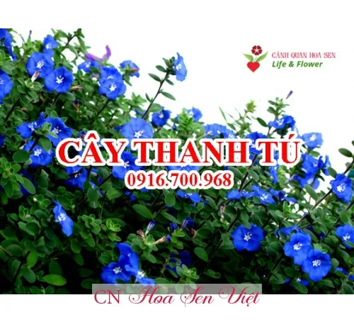 Địa chỉ mua bán và tư vấn kỹ thuật cách chăm sóc cây Thanh Tú chất lượng