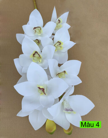 Cách Trồng Hoa Địa Lan Ra Hoa Nhiều, Bông To Đẹp Toàn Diện