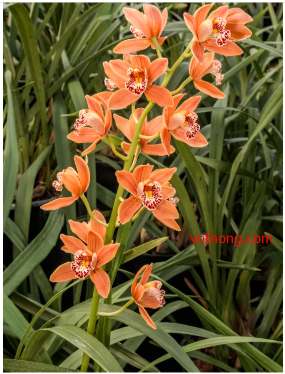 Địa lan cam rực