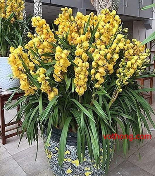 Địa Lan Vàng rực rỡ