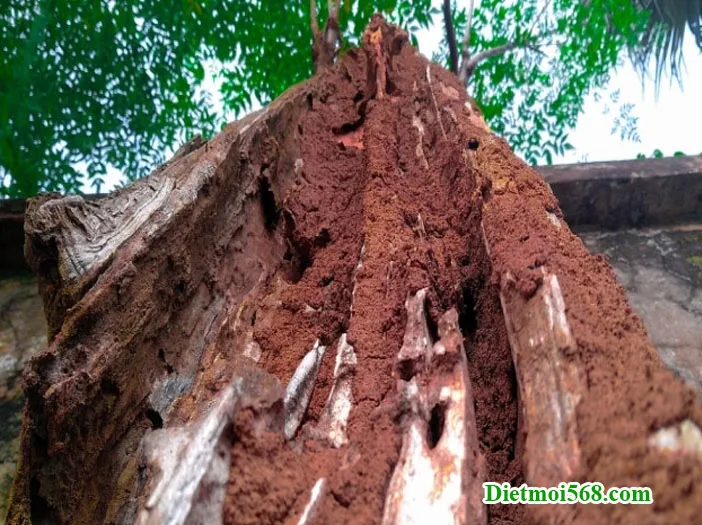 Diệt mối ăn cây trồng hiệu quả