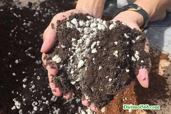 Diệt mối ăn cây trồng