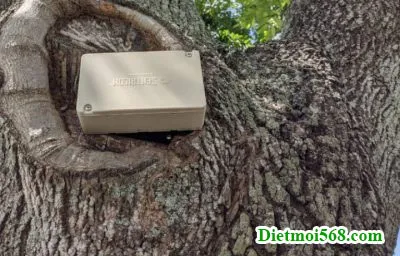 Diệt mối cho cây trồng bằng phương pháp đặt hộp