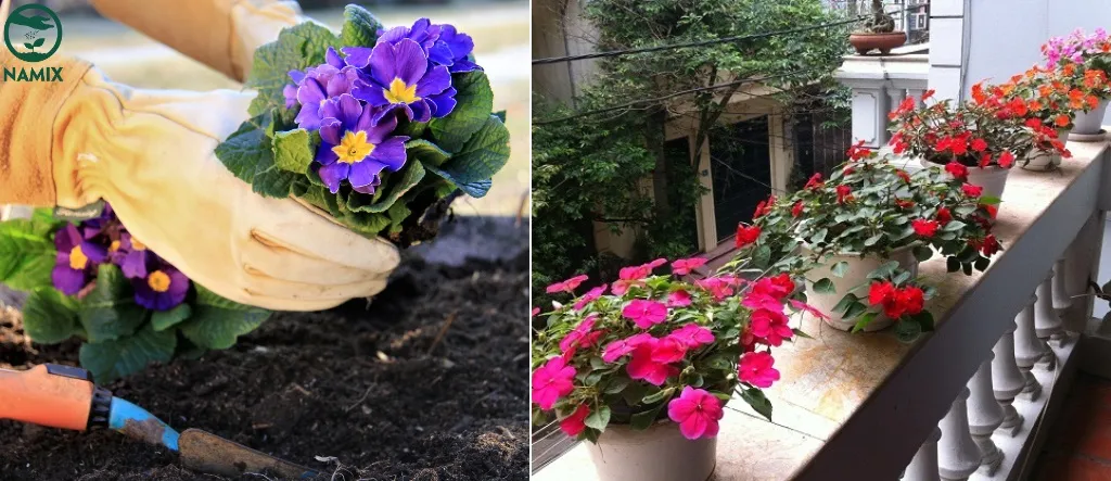 Điều chỉnh ánh sáng và nhiệt độ phù hợp để chăm sóc cây anh thảo