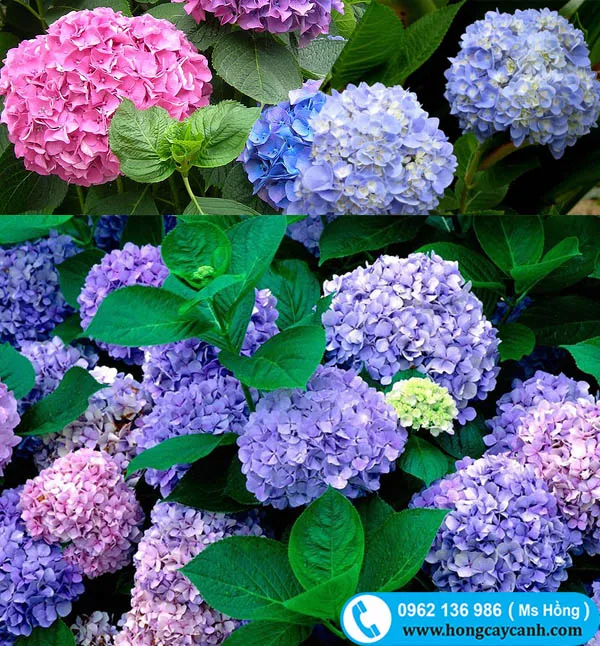 điều chỉnh màu hoa cẩm tú cầu từ xanh sang hồng bằng độ pH