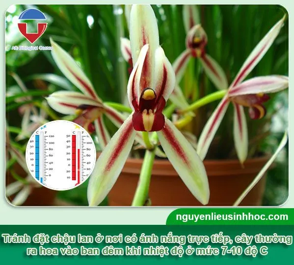 Điều chỉnh nhiệt độ ngày đêm là yếu tố quan trọng để kích thích hoa Lan Kiếm