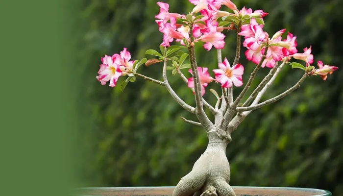 Điều khiển thời điểm ra hoa của cây hoa sứ bằng cách tỉa cành đúng kỹ thuật để hoa nở đúng dịp Tết Nguyên Đán.