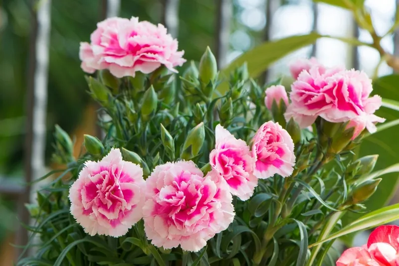 Điều kiện ánh sáng lý tưởng khi trồng hoa phăng