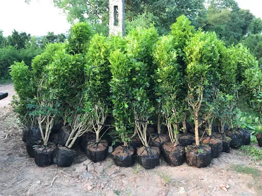 Điều kiện ánh sáng và đất đai thích hợp cho việc trồng cây nguyệt quế bonsai