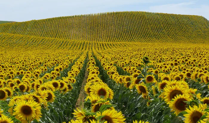 Điều kiện ánh sáng và đất trồng lý tưởng để trồng hoa hướng dương trong chậu