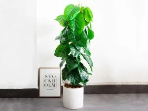 Điều kiện chăm sóc trầu bà leo cột hoàn hảo