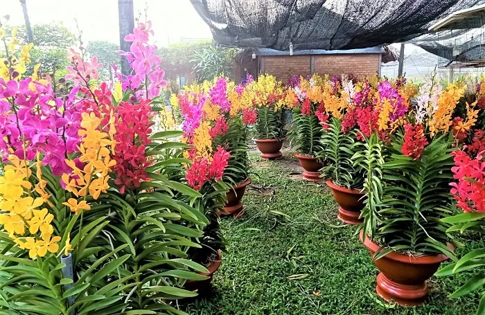 Điều kiện lý tưởng để Mokara ra hoa là ánh sáng 60-70%, nhiệt độ 25-32 độ C và độ ẩm vừa phải