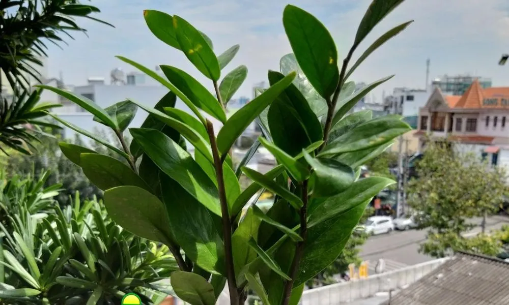 Điều kiện ngoại cảnh tối ưu cho cây kim tiền phát triển