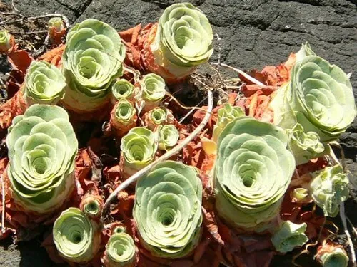 Điều kiện nhiệt độ lý tưởng khi thực hiện cách trồng cây bỏng