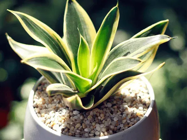 Điều kiện nhiệt độ và ánh sáng thích hợp cho sự sinh trưởng của cây lưỡi mèo trong nhà