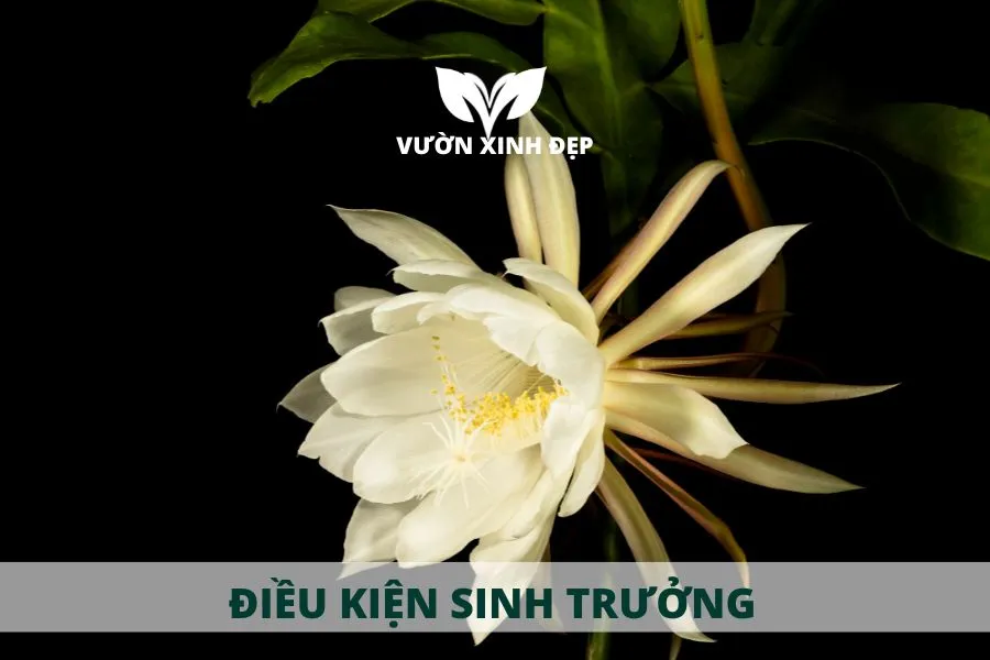 Điều kiện sinh trưởng lý tưởng cho Hoa Quỳnh.