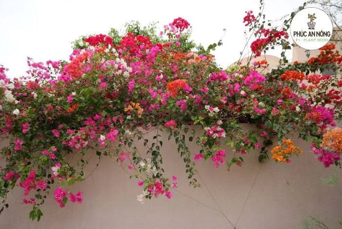 Điều kiện sinh trưởng tốt khi trồng cây hoa giấy