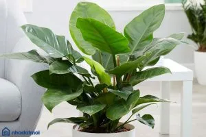 Điều kiện sống của cây Đại Đế Vương trong môi trường nội thất